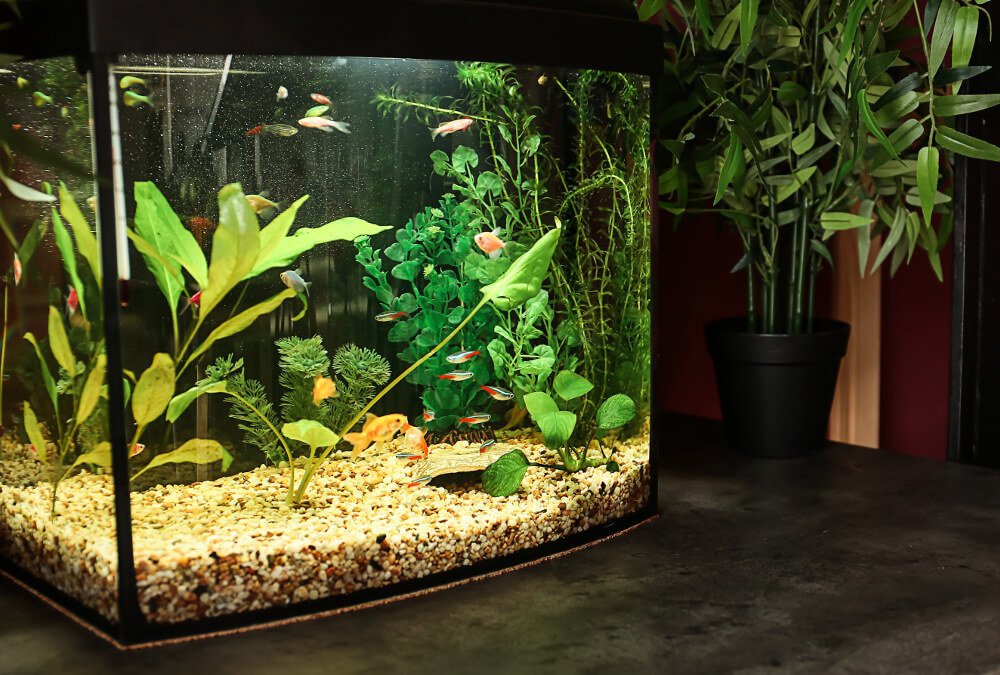 Best Fish For A 20 Gallon Tank – Better Fishkeeping