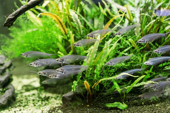 Guide to keeping glass catfish