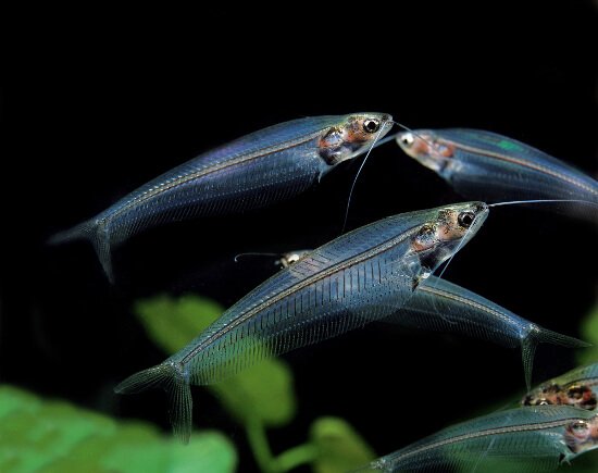 Food for Glass Catfish