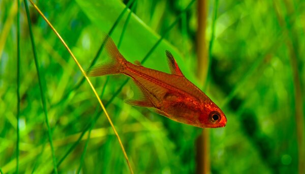 caring for ember tetras