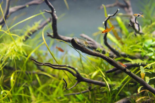 what to feed ember tetras