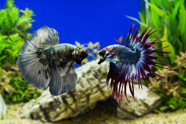 Can 2 male betta fish live together
