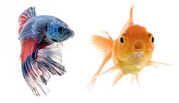 Can Betta fish live with Goldfish