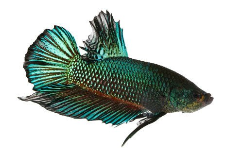 Green Betta fish
