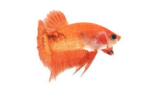 Orange betta fish
