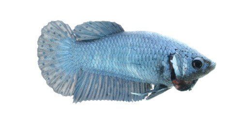 Pastel Betta fish