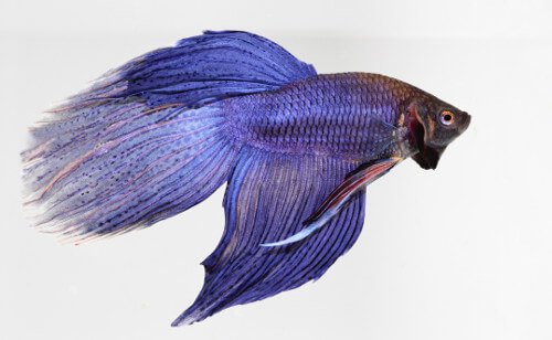 Purple Betta Fish