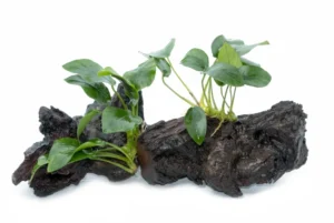 Anubias plants attached to a piece of driftwood
