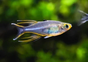 Celebes Rainbowfish swimming with plants in the background