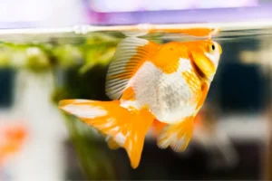 A ryukin goldfish gulping air from the surface of the water